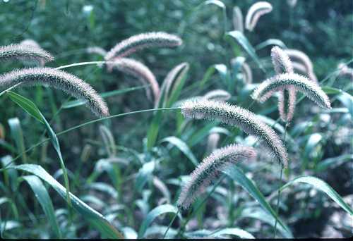 Setaria viridis image