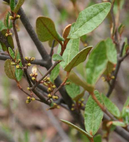 Shepherdia canadensis image