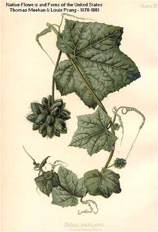 Sicyos angulatus image