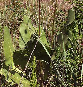 Silphium terebinthinaceum var. terebinthinaceum image