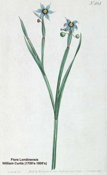 Sisyrinchium angustifolium image