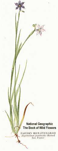 Sisyrinchium angustifolium image