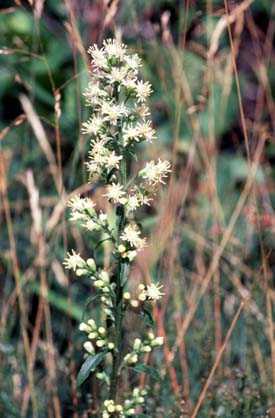 Solidago image