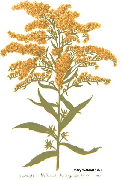 Solidago canadensis image