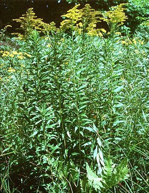 Solidago canadensis image