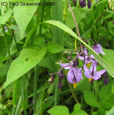 Solanum dulcamara image
