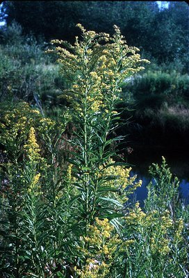 Solidago gigantea image