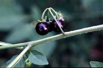 Solanum ptychanthum image