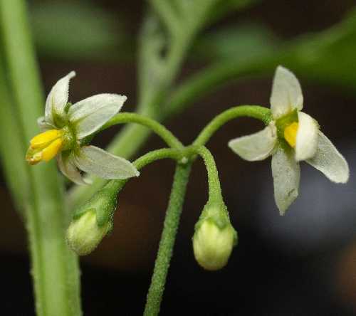 Solanum image