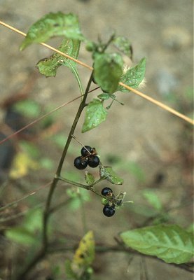 Solanum ptychanthum image