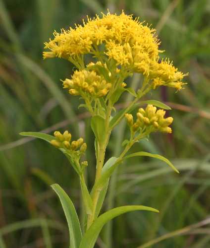 Solidago riddellii image