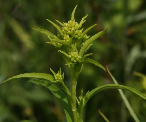 Solidago riddellii image