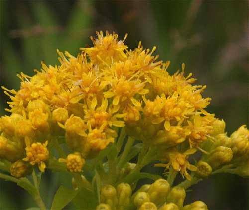 Solidago riddellii image