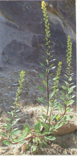 Solidago sciaphila image