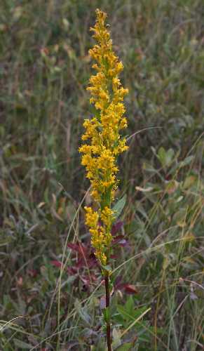 Solidago uliginosa image