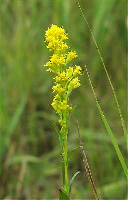 Solidago uliginosa image