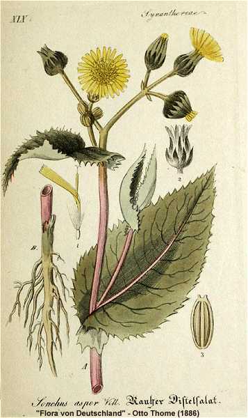 Sonchus asper image