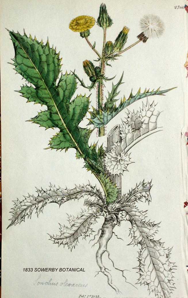 Sonchus oleraceus image
