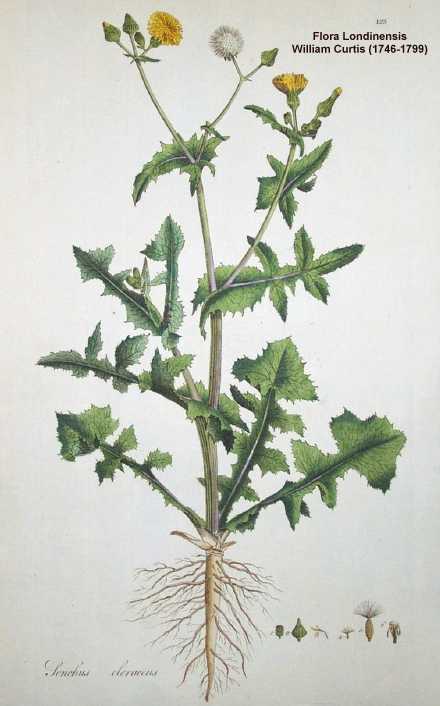Sonchus oleraceus image