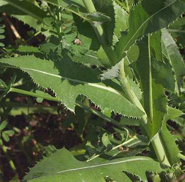 Sonchus oleraceus image
