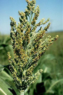 Sorghum bicolor subsp. bicolor image