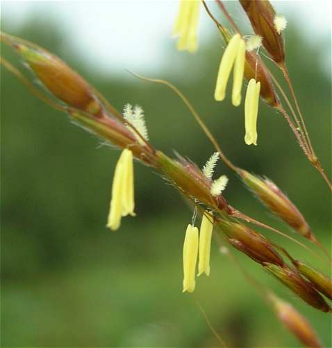 Sorghastrum image