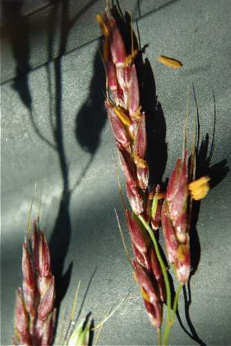 Sorghum X almum image