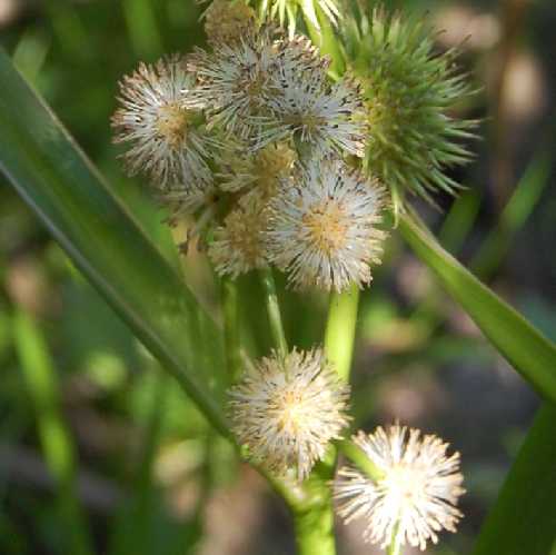 Sparganium androcladum image