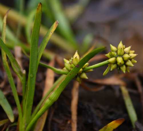 Sparganium natans image