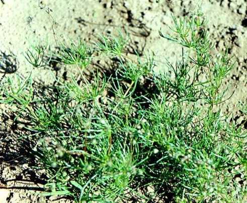 Spergula arvensis image