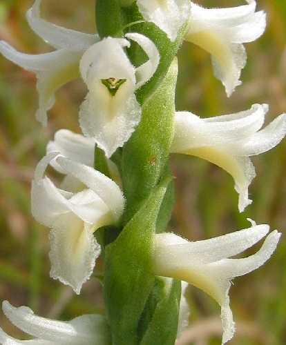 Spiranthes magnicamporum image