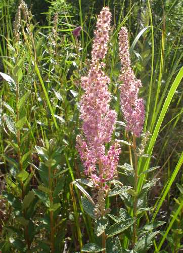 Spiraea tomentosa var. rosea image