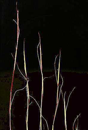 Sporobolus neglectus image