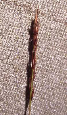 Sporobolus vaginiflorus var. vaginiflorus image