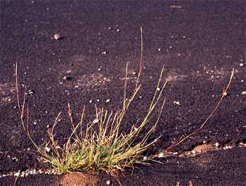 Sporobolus vaginiflorus var. vaginiflorus image