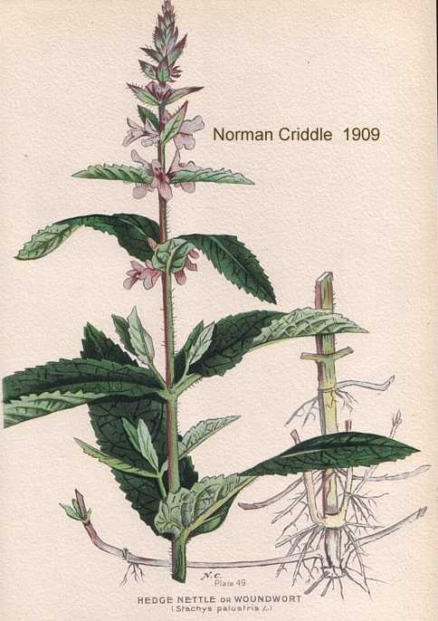 Stachys palustris image