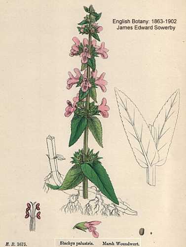 Stachys palustris image