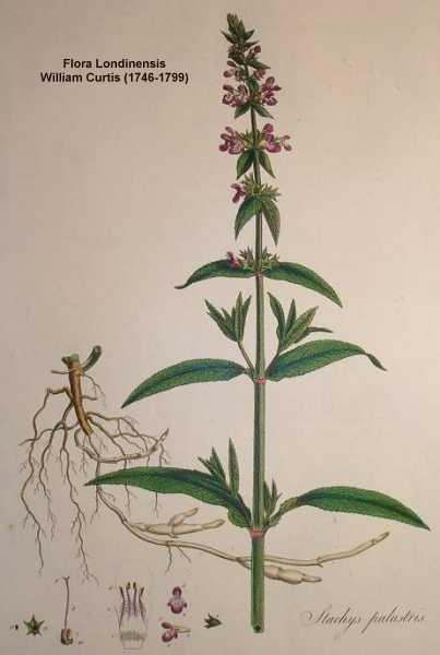 Stachys palustris image