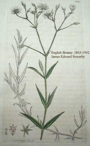 Stellaria graminea image