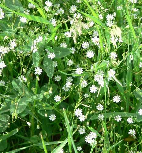 Stellaria graminea image