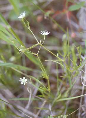 Stellaria longifolia image
