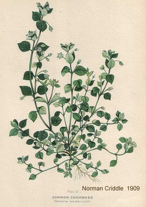 Stellaria media image