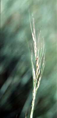 Nassella viridula image