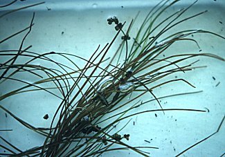 Stuckenia filiformis image