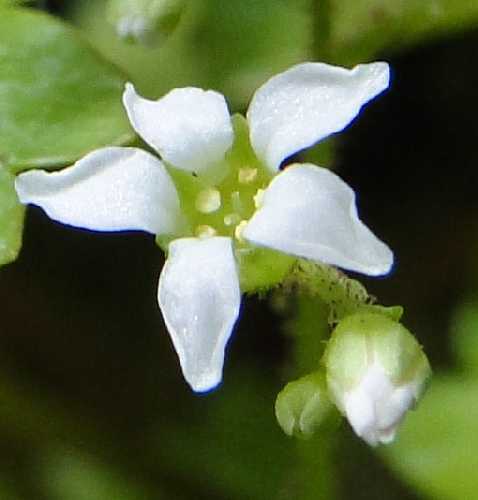 Sullivantia sullivantii image