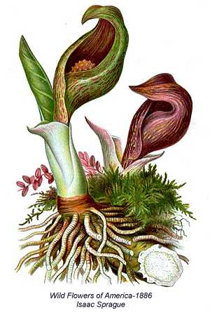 Symplocarpus foetidus image