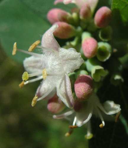 Symphoricarpos image