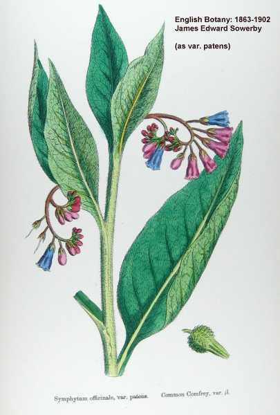 Symphytum officinale image
