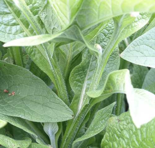 Symphytum officinale image