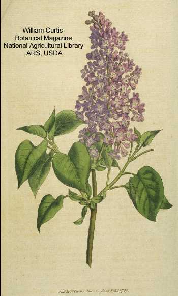 Syringa vulgaris image